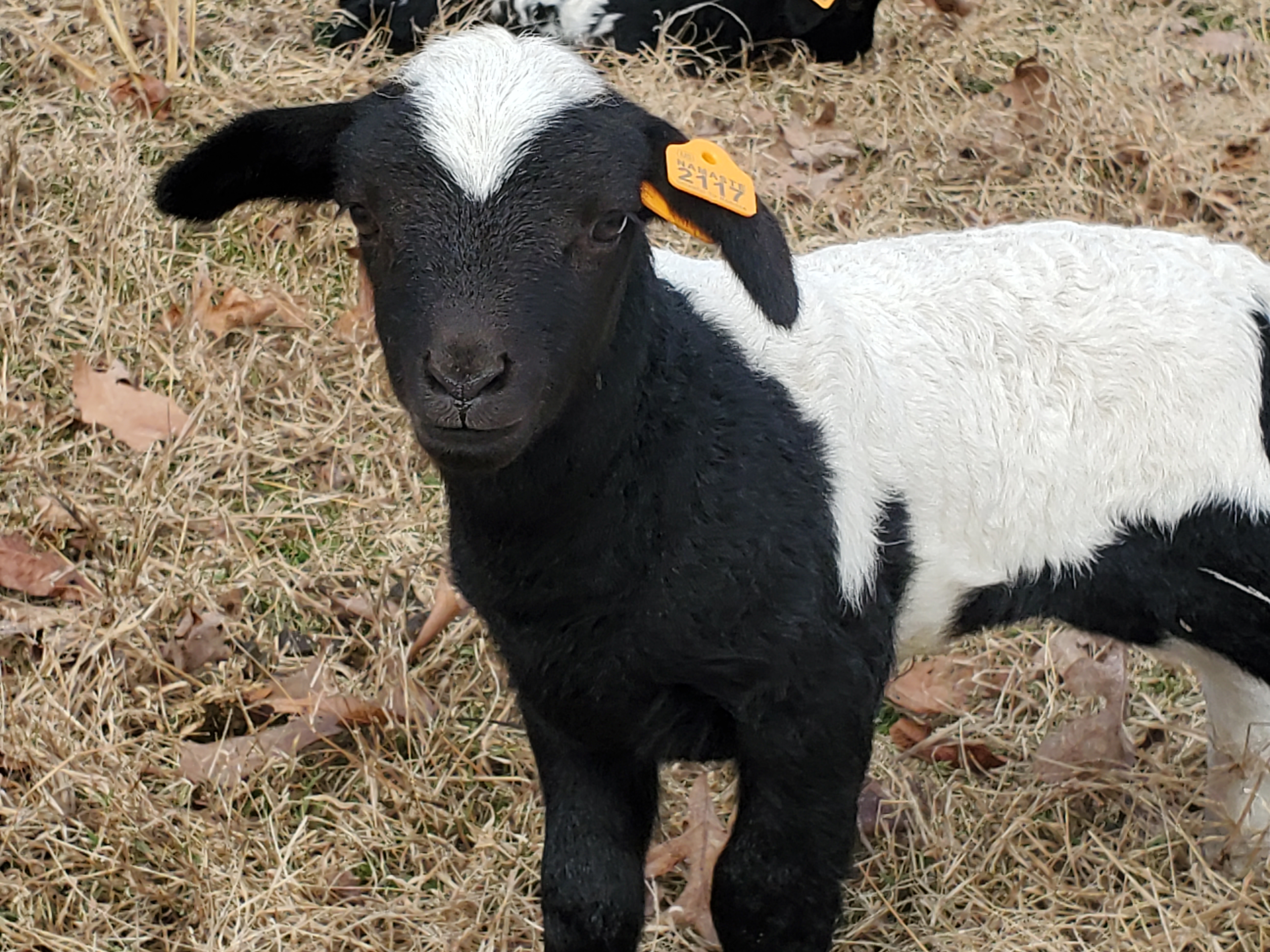 Sheep Discovery - Breeds - Katahdin Sheep | Animal & Food Sciences